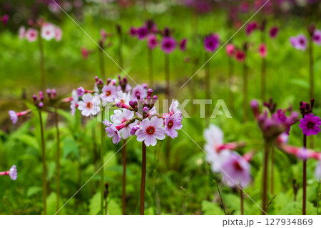 奥日光 中禅寺湖 千手ヶ浜に咲くクリンソウ 127934869