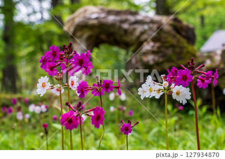 奥日光 中禅寺湖 千手ヶ浜に咲くクリンソウ 127934870