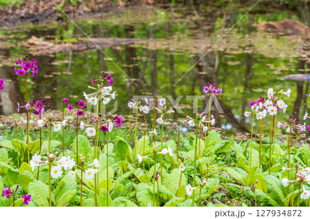 奥日光 中禅寺湖 千手ヶ浜に咲くクリンソウ 127934872