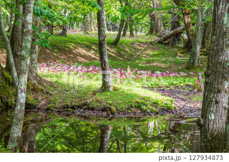 奥日光 中禅寺湖 千手ヶ浜に咲くクリンソウ 奥日光 中禅寺湖 千手ヶ浜に咲くクリンソウ 127934873