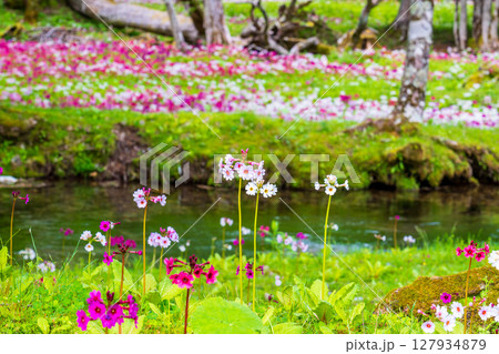 奥日光 中禅寺湖 千手ヶ浜に咲くクリンソウ 127934879