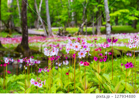 奥日光 中禅寺湖 千手ヶ浜に咲くクリンソウ 127934880