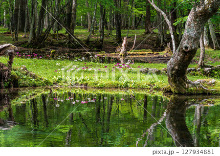 奥日光 中禅寺湖 千手ヶ浜に咲くクリンソウ 127934881