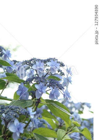 青い紫陽花 青い紫陽花 127934890