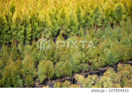 Neat rows of pots with green thuja seedlings Neat rows of pots with green thuja seedlings 127934923