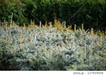 Saplings of pine, spruce, fir and other coniferous trees in pots in plant nursery Saplings of pine, spruce, fir and other coniferous trees in pots in plant nursery 127934936