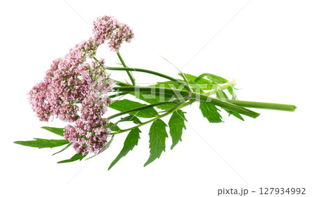 Valerian flowers isolated on white background. Valeriana officinalis. Medicinal herbs. 127934992