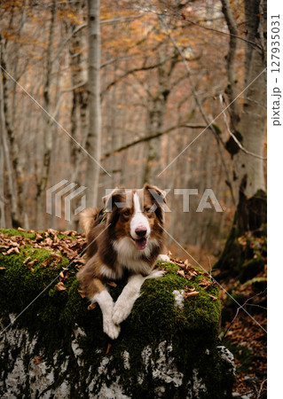 Happy brown Australian Shepherd dog laying on a green moss rock in a tranquil fall forest in Montenegro. Red tricolor Aussie travel in woods. Hiking with pet concept Happy brown Australian Shepherd dog laying on a green moss rock in a tranquil fall forest in Montenegro. Red tricolor Aussie travel in woods. Hiking with pet concept 127935031