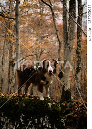 Brown Australian Shepherd standing on mossy rock in an autumn forest in Montenegro Prokletije National Park. Red tricolor Aussie travel in woods. Hiking with pet concept 127935033