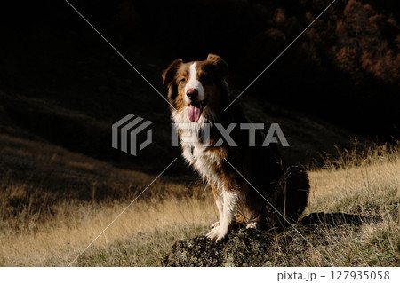 A fluffy brown Australian Shepherd sits proudly on a rock in the golden grass of autumnal Prokletije National Park, Montenegro. Red tricolor Aussie travel in mountains 127935058