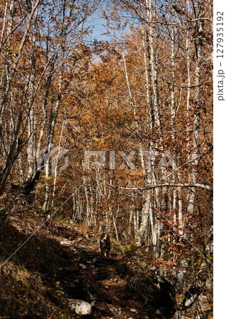 Autumn forest trail in Prokletije, Montenegro, with Australian shepherd dog walking among colorful fallen leaves and tall bare trees. Hiking with pet concept Autumn forest trail in Prokletije, Montenegro, with Australian shepherd dog walking among colorful fallen leaves and tall bare trees. Hiking with pet concept 127935192