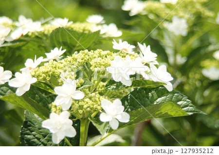 白い紫陽花 白い紫陽花 127935212