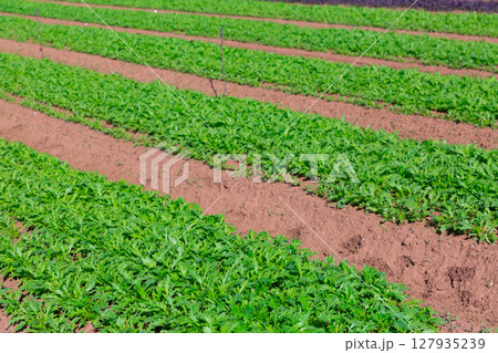 Rows of arugula growing on farm land 127935239