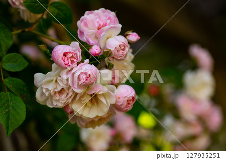 Flowering bush of Bulgarian Rose 127935251