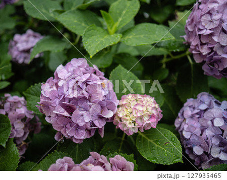 雨上がりの紫陽花の花 127935465