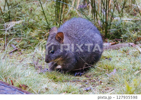 A Pademelon in Tasmania Australia A Pademelon in Tasmania Australia 127935598