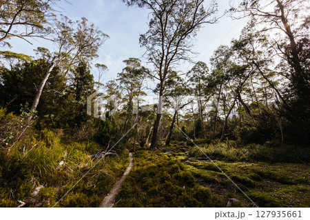 Arm River Track in Tasmania Australia 127935661