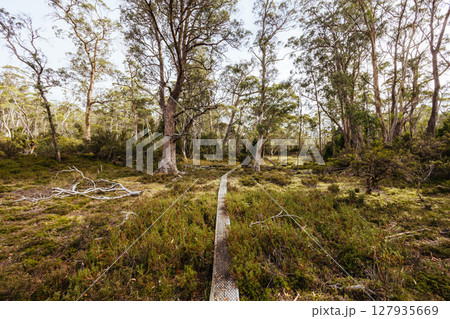 Arm River Track in Tasmania Australia 127935669