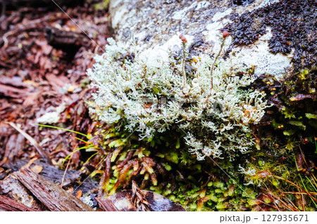 Ancient Myrtle Beech Forest in Tasmania, Australiast 127935671