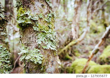 Ancient Myrtle Beech Forest in Tasmania, Australiast 127935677
