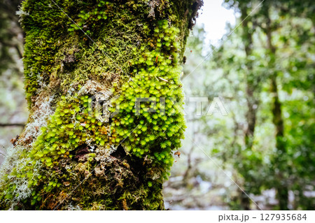 Ancient Myrtle Beech Forest in Tasmania, Australiast Ancient Myrtle Beech Forest in Tasmania, Australiast 127935684