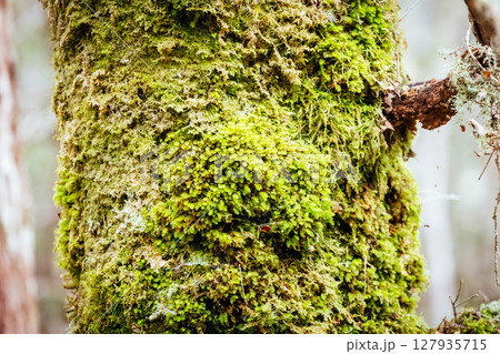 Ancient Myrtle Beech Forest in Tasmania, Australiast 127935715