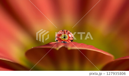Vibrant Water Droplet Reflecting Colorful Flower on Soft Petal Macro Photography 127935806