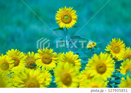 ひまわりの一輪が背高のっぽ 127935851