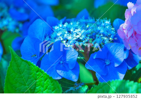 紫陽花の花は梅雨時 紫陽花の花は梅雨時 127935852
