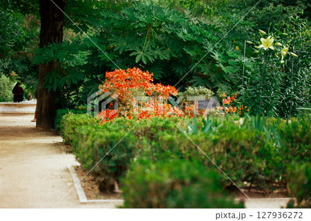 A path, road in a spring botanical formal garden with lush green fresh vegetation, bushes, trees and flowers. Landscaped gardens. Gardening and nature 127936272