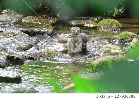 オオタカの水浴び オオタカの水浴び 127936399