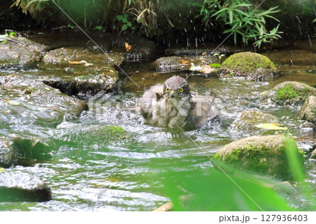 オオタカの水浴び オオタカの水浴び 127936403