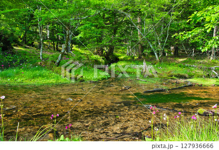 栃木県日光市 奥日光の千手ヶ浜に咲く満開のクリンソウ 栃木県日光市 奥日光の千手ヶ浜に咲く満開のクリンソウ 127936666