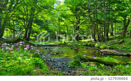 栃木県日光市 奥日光の千手ヶ浜に咲く満開のクリンソウ 栃木県日光市 奥日光の千手ヶ浜に咲く満開のクリンソウ 127936668