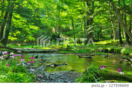 栃木県日光市 奥日光の千手ヶ浜に咲く満開のクリンソウ 栃木県日光市 奥日光の千手ヶ浜に咲く満開のクリンソウ 127936669