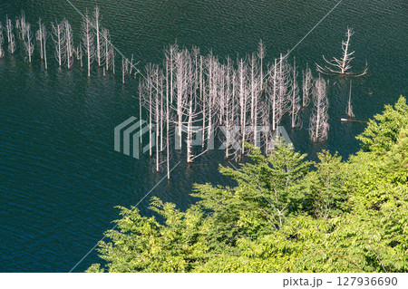 初夏の奥日光湯西川水没林 初夏の奥日光湯西川水没林 127936690