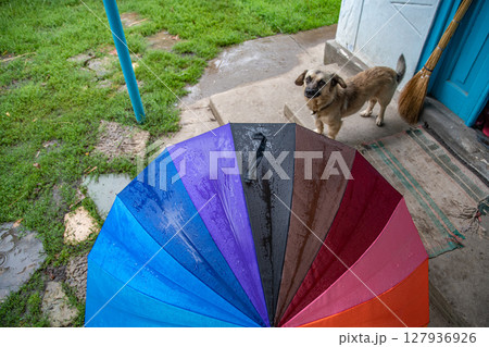 Top view colorful rainbow umbrella on house porch with senior short-leg dog looking into camera Top view colorful rainbow umbrella on house porch with senior short-leg dog looking into camera 127936926