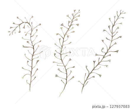 Capsella bursa-pastoris plants branches in ochre, brown and green, wild, meadow herbs, dried flowers. Watercolor botanical illustration, hand drawn. Set of elements isolated from the background. Capsella bursa-pastoris plants branches in ochre, brown and green, wild, meadow herbs, dried flowers. Watercolor botanical illustration, hand drawn. Set of elements isolated from the background. 127937083