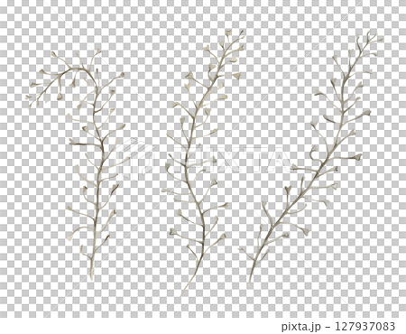 Capsella bursa-pastoris plants branches in ochre, brown and green, wild, meadow herbs, dried flowers. Watercolor botanical illustration, hand drawn. Set of elements isolated from the background. Capsella bursa-pastoris plants branches in ochre, brown and green, wild, meadow herbs, dried flowers. Watercolor botanical illustration, hand drawn. Set of elements isolated from the background. 127937083