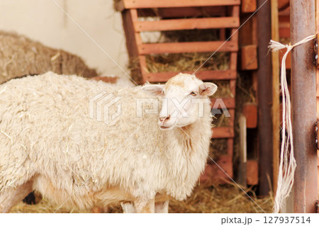 Sheep in a barn surrounded by straw on a sunny day in the countryside Sheep in a barn surrounded by straw on a sunny day in the countryside 127937514