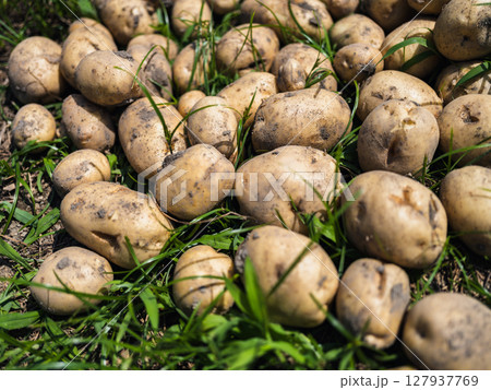 畑で掘り出されたじゃがいも 農業 畑で掘り出されたじゃがいも 農業 127937769