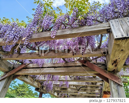 青空と美しい藤の花  127937821