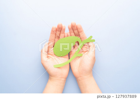 Hands holding gallbladder organ anatomy made from paper on blue background. Awareness of gallbladder diseases include gallstones, cholecystitis and gallbladder cancer. 127937889