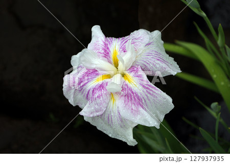 花菖蒲 花菖蒲 127937935