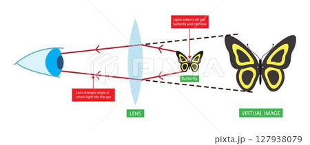 illustration of physics, magnifying lens, Labeled convex lens converges the light rays passing through the lens to a point, light ray direction and bending through lens, cylindrical illustration of physics, magnifying lens, Labeled convex lens converges the light rays passing through the lens to a point, light ray direction and bending through lens, cylindrical 127938079