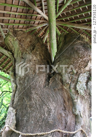 四国霊場 八十二番札所 根来寺 四国霊場 八十二番札所 根来寺 127938110