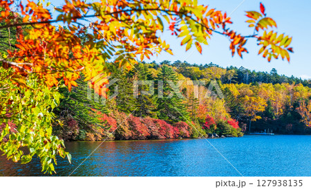 秋の白駒池 127938135