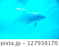 泳ぐイルカ 127938170