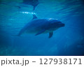 泳ぐイルカ 127938171