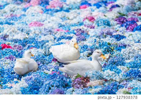 あじさいの水中華に浮かぶアヒル 127938378